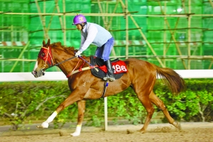 澳門今晚開特馬四不像圖,實(shí)地驗(yàn)證方案_特供版59.774